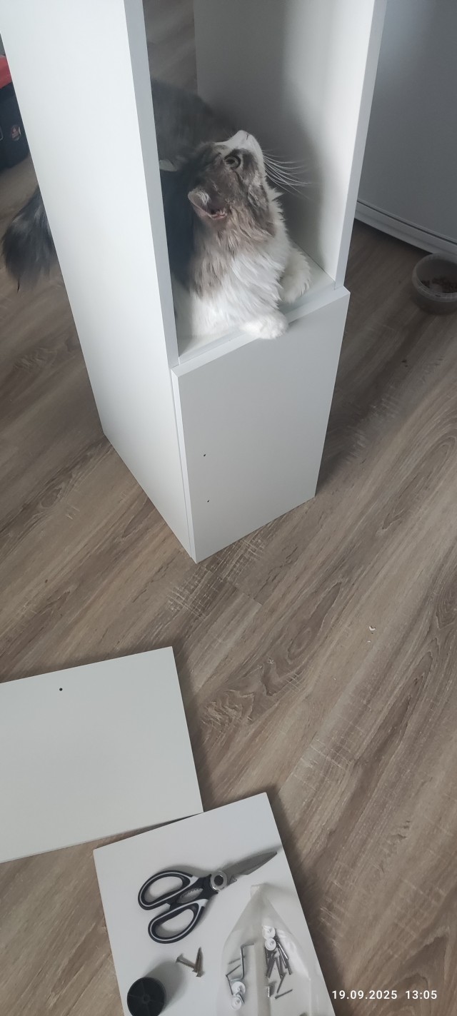 Котовторник