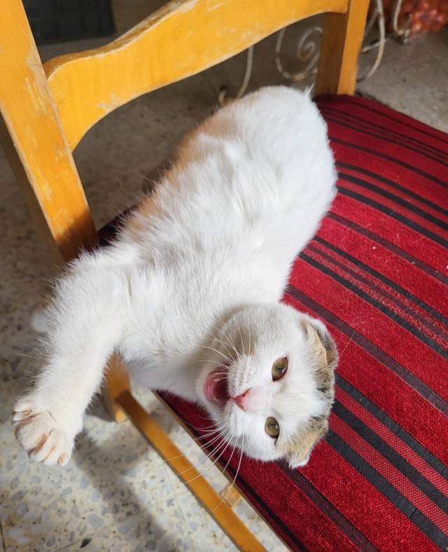 Рандомных фото котов тред