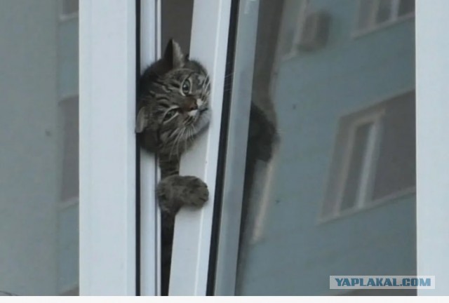 луганские спасатели пришли на помощь хвостатому форточнику