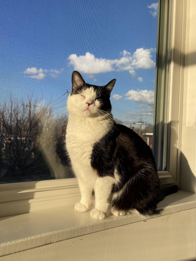 Рандомных фото котов тред