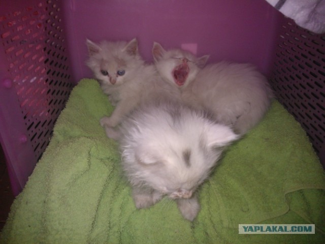 Котовторник 23.07.2013