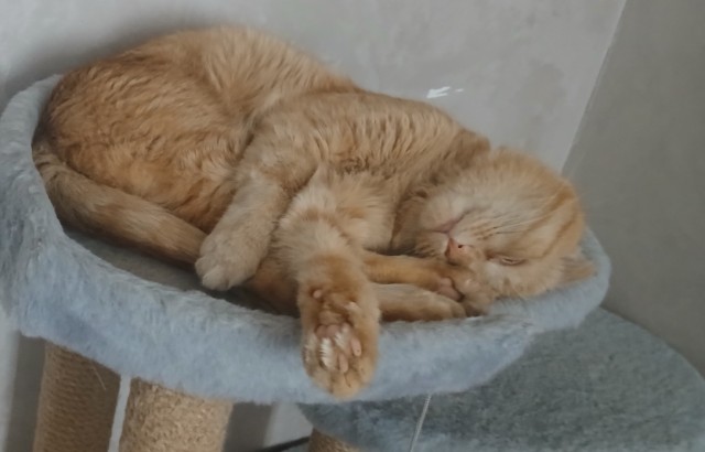 Кото вторник. Серый на сером)