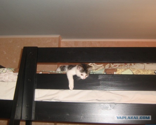 Котовторник  30.07.2013