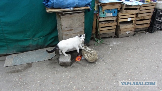Коты Севастополя