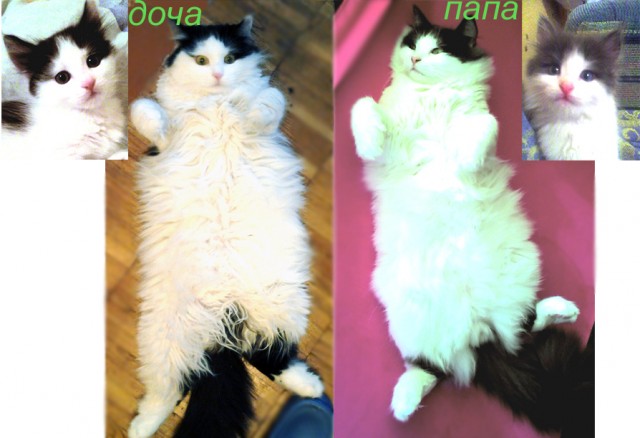 Коты и время
