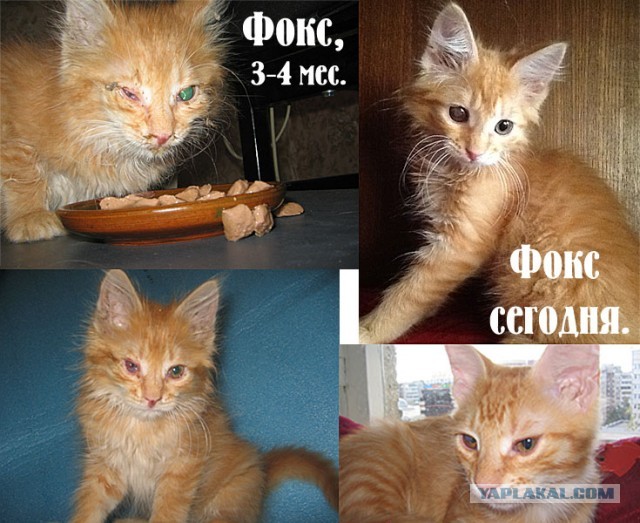 Про животных и людей