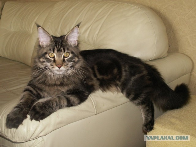 Резать или не резать