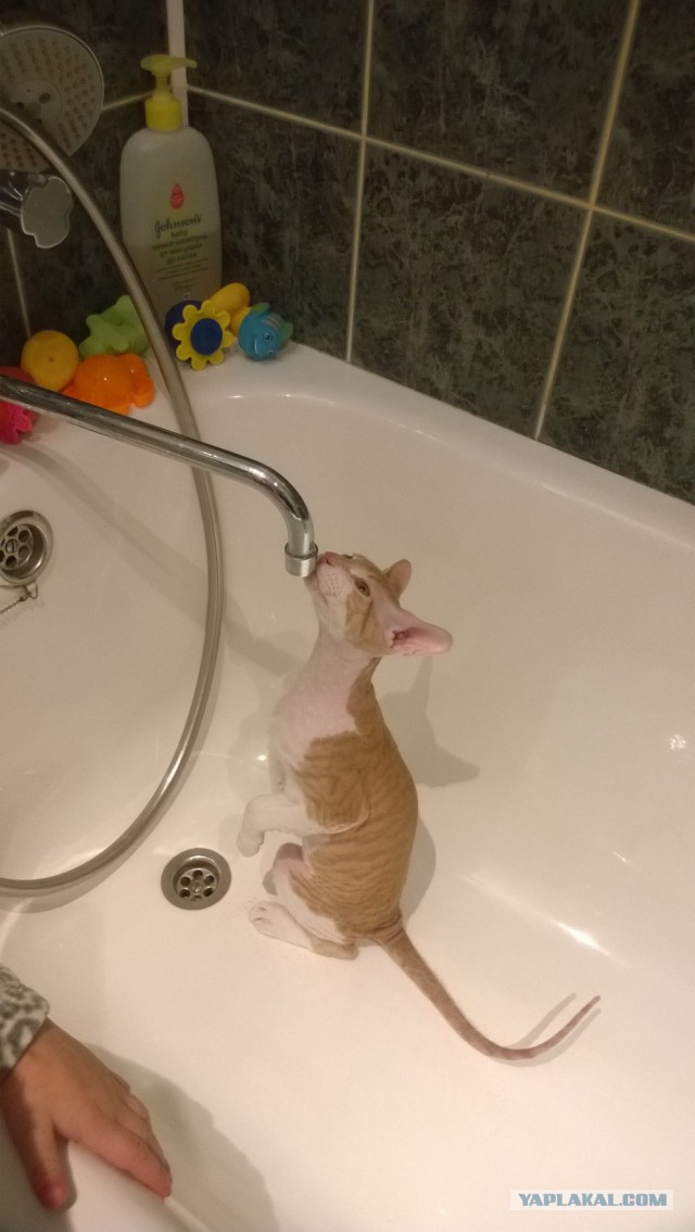 Морской котик, домашний