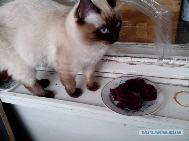 Вот уж не ждали от котов