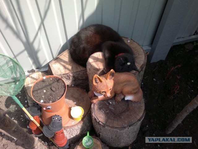 Котовторник 25.02.2014
