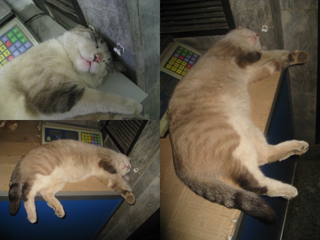 Котовторник 04.03.2014