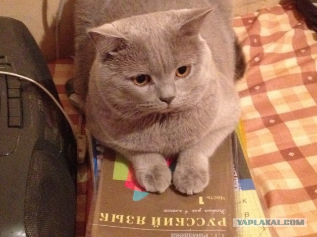 Котовторник 04.03.2014