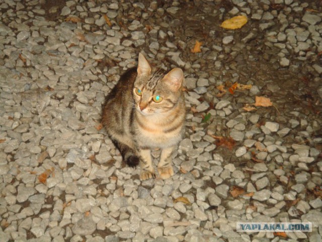 Котовторник 19.08.2014