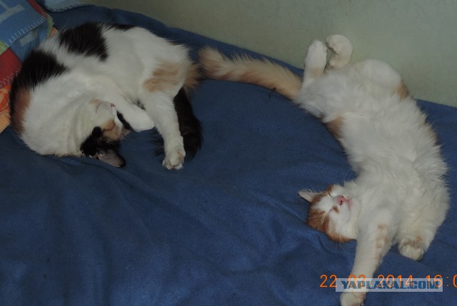 Котовторник 09.09.2014