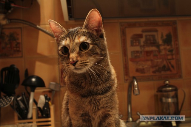 Котовторник 28.10.2014