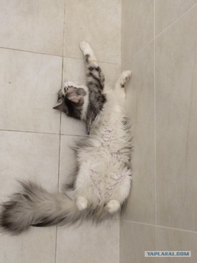 Котовторник 25.11.2014