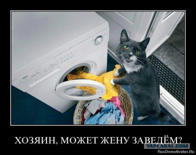 Коту приходится самому мыть пол в комнате