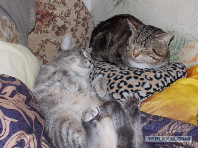 Котовторник 07 04 2015
