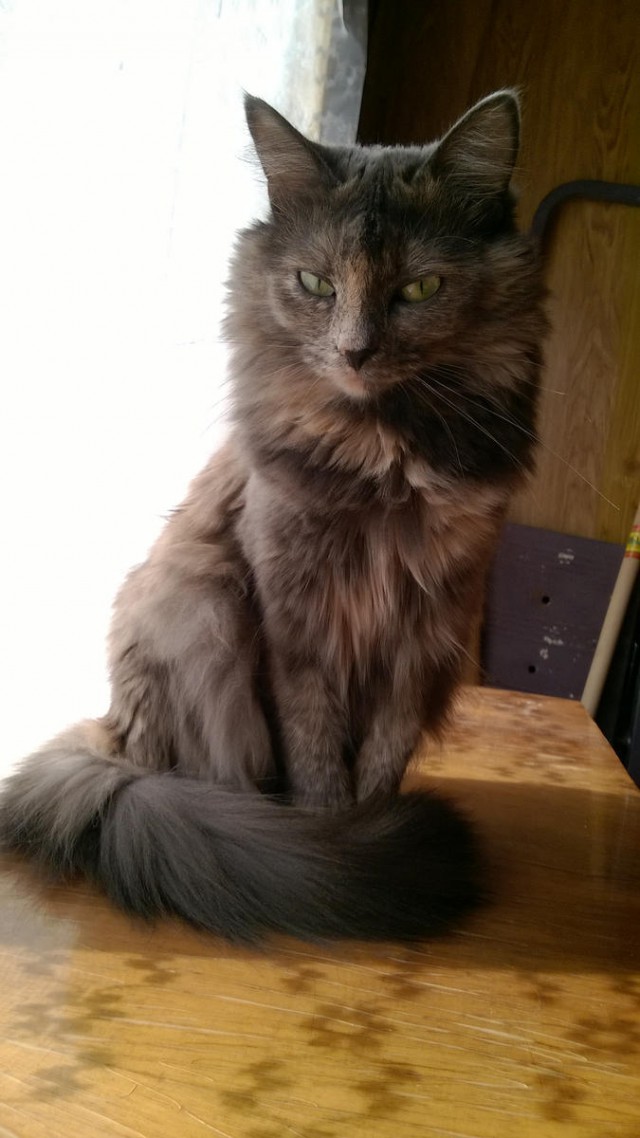 Про Тучку, которая стала Дымкой
