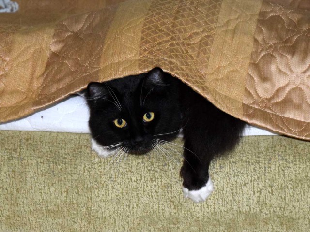 Котовторник