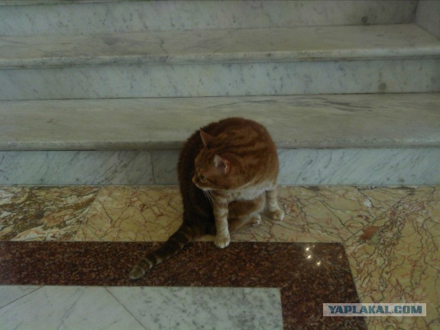 Котовторник  21.07.2015