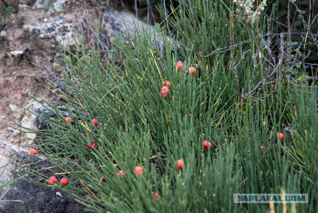 Допинг для ума: модафинил