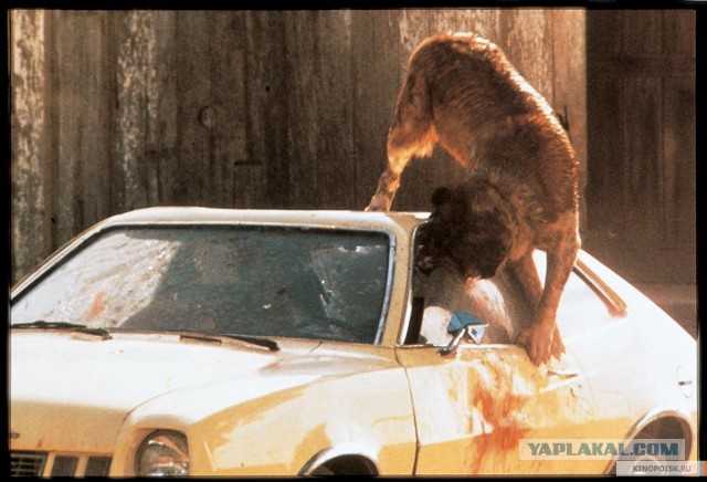 Рекс и зассанец