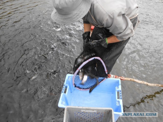 Рыбная ферма. Эквадор