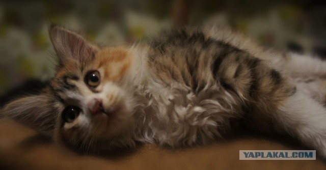 Котовторник