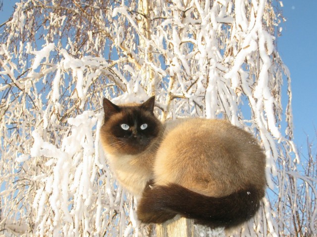 Деревенские коты