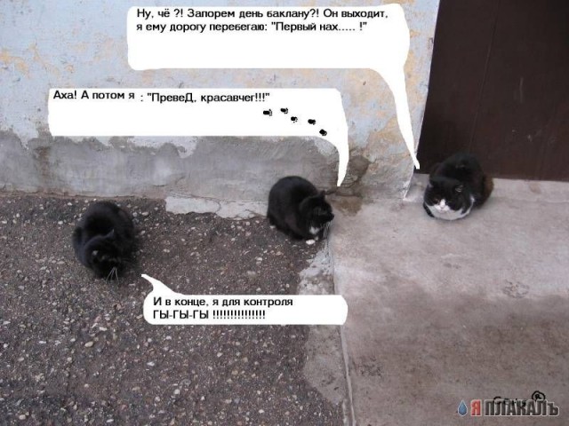 Коты, кошки, котята
