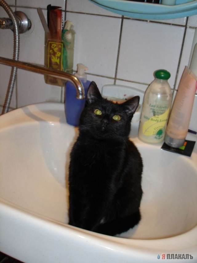 Коты, кошки, котята