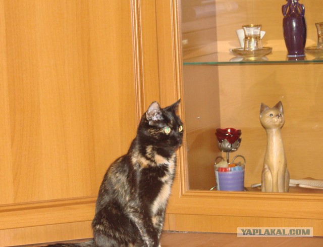 Котовторник. Алиса. Одно из лучших творений природы.