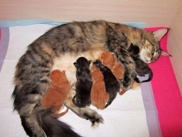 Прикольные животные