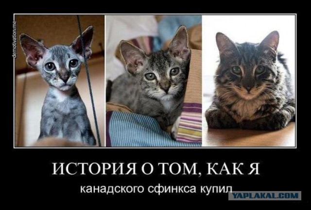 Мерзнет голая фигня. Нужна ли одежда голым кошкам?