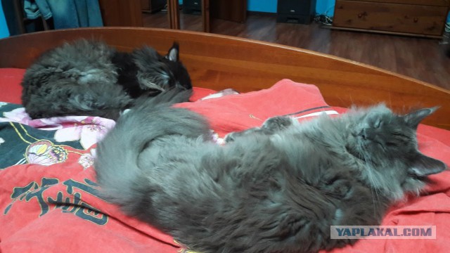 Котовторник 18.10.2016