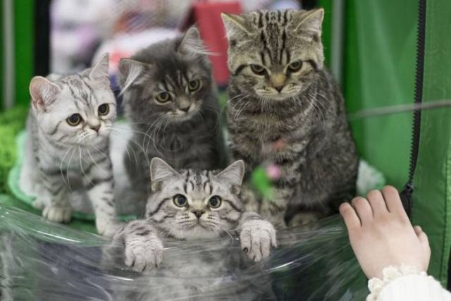 Коты из сети