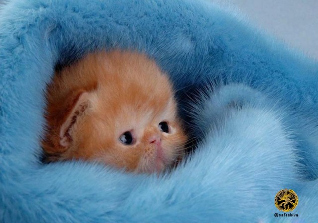 Коты из сети