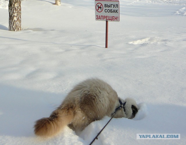 Наш дебильный кот