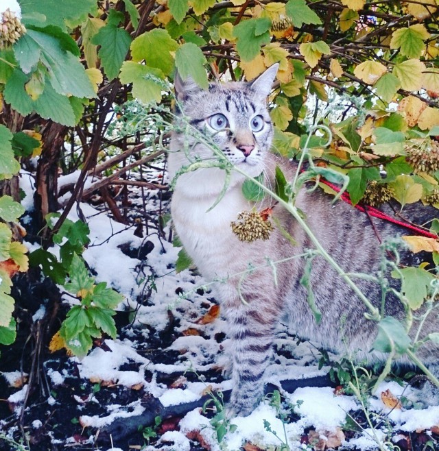 Коты и Кошки