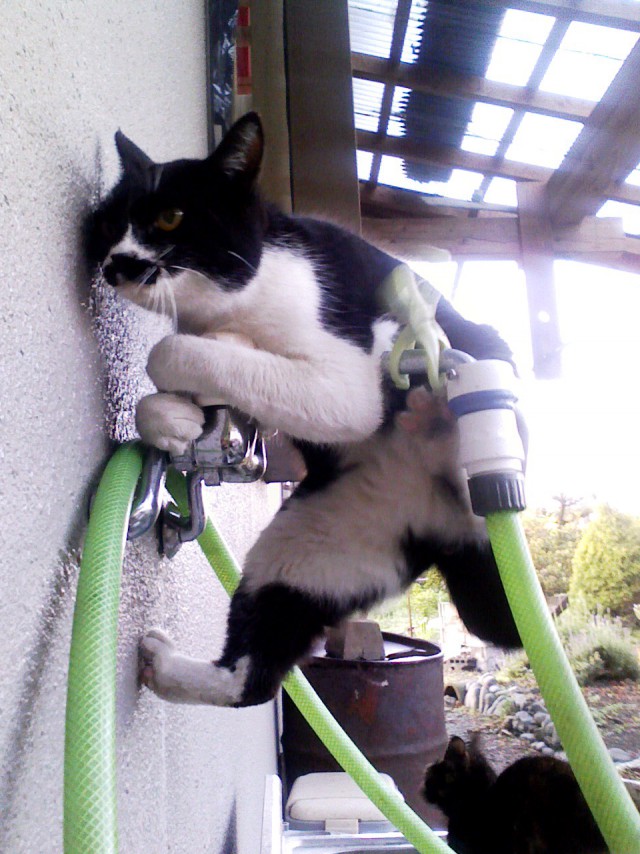 Коты и Кошки