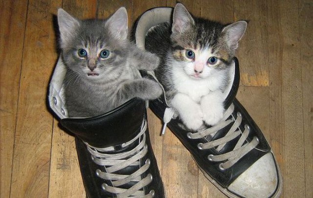 Коты и Кошки
