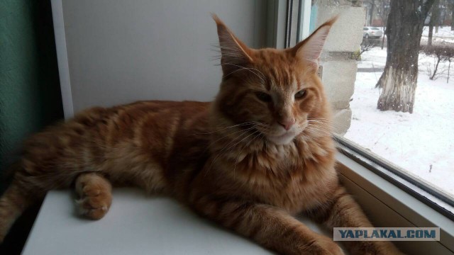 Котовторник!