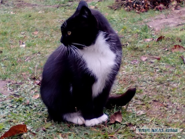 Котовторник 9.01.2018