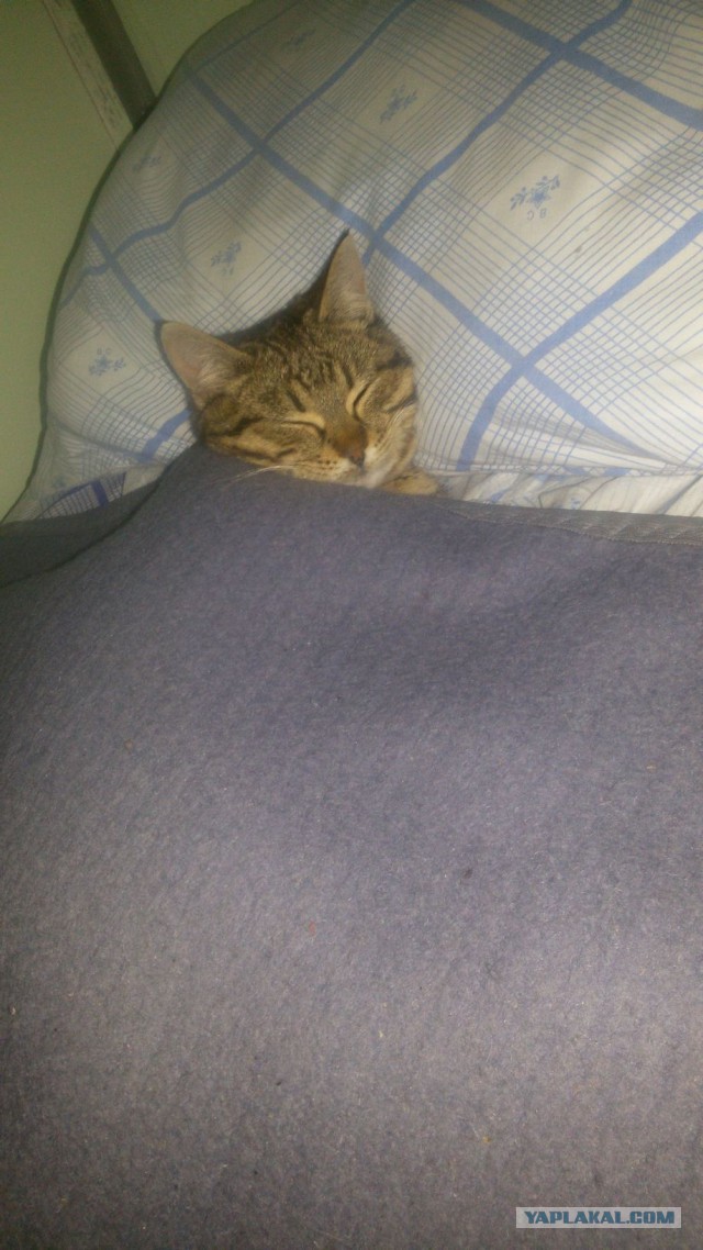 Котовторник 30.01.2018