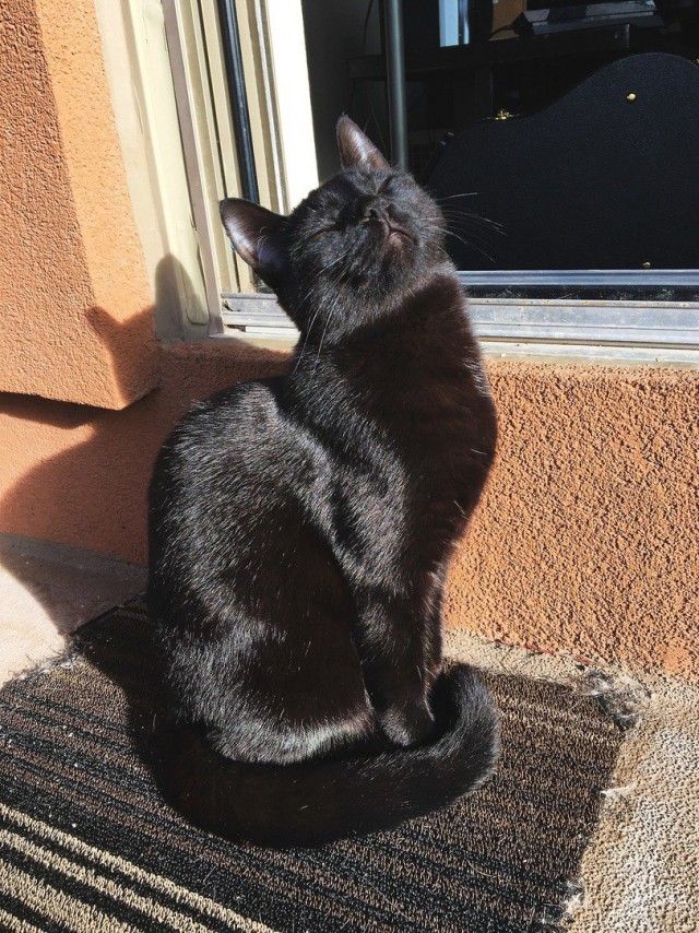 Прикольных котов пост