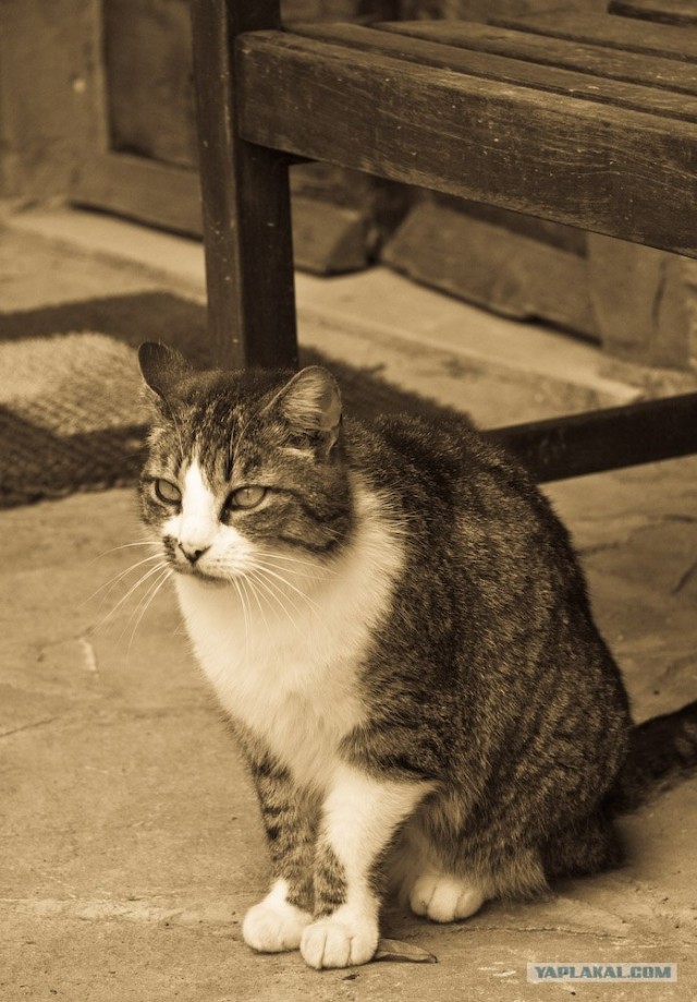 Котовторник на ЯПлакалъ 08.07.2008