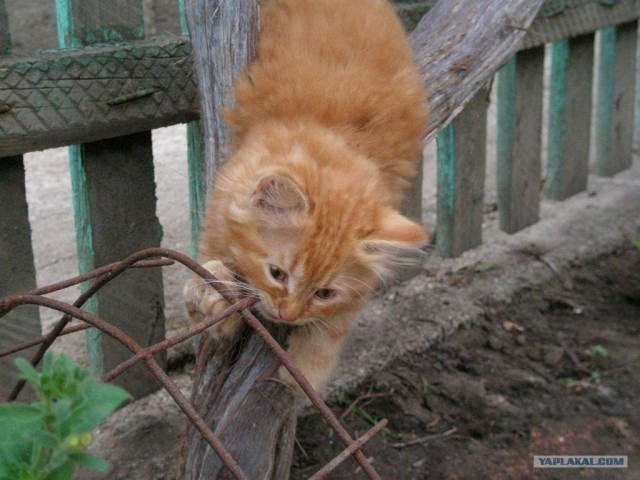Рыжий котовторник на ЯПлакал!, Смотрим  и добавляем!