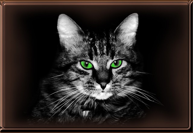 Котовторник на вторник, Котовторник