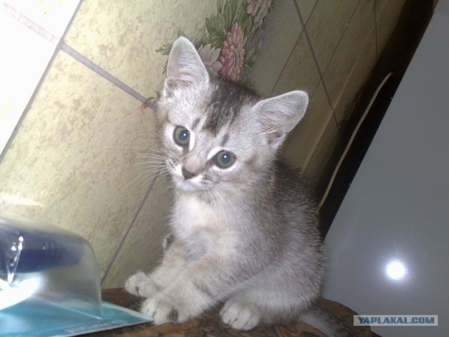 Котовторник (20.01)